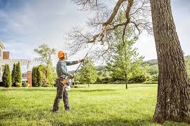 Professional Tree Services in Williamstown, KY