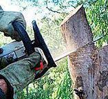 Tree and Shrub Care in Williamstown, KY