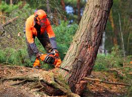 Best Seasonal Cleanup (Spring/Fall)  in Williamstown, KY