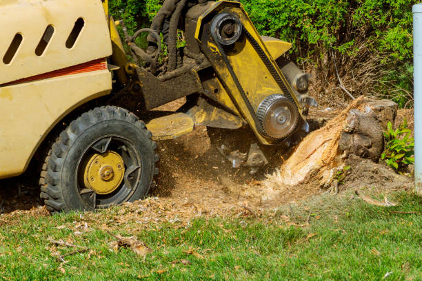 Best Artificial Turf Installation  in Williamstown, KY