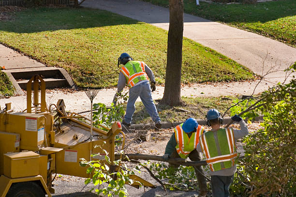 How Our Tree Care Process Works  in  Williamstown, KY