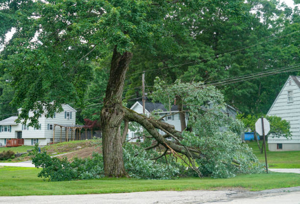 Best Utility Line Clearance  in Williamstown, KY