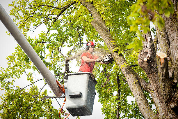 Best Fruit Tree Pruning  in Williamstown, KY